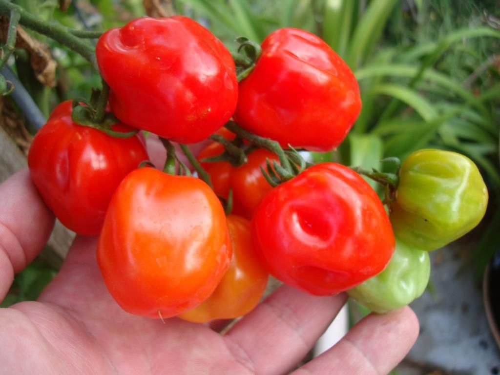  photo DSC05153Copy.jpg